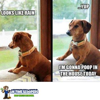 On Time Scoopers - On Time Scoopers - 877-753-3123 - Pet Waste Removal Near Me - Shirley, New York On Time Scoopers - On Time Scoopers - 877-753-3123 - Pet Waste Removal Near Me - Shirley, New York