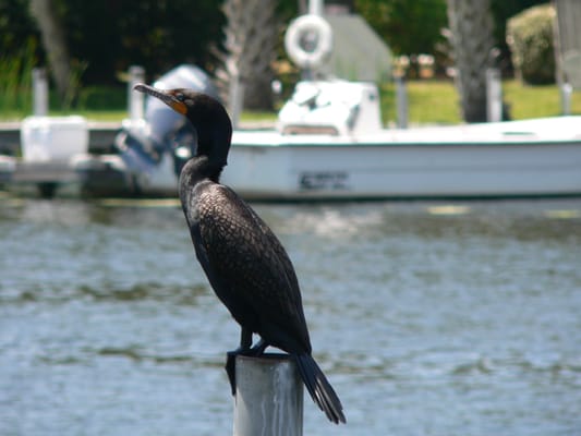 Monkey Island Riverside Resort