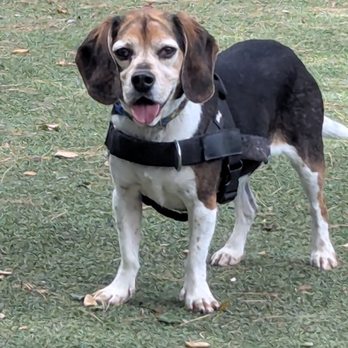 McKenzie Dog Park - Dog Parks Near Me - Los Altos, California