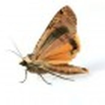 Pro-Pest Solutions - Pest Control Service - Pest Control Near Me - Waldport, Oregon Pro-Pest Solutions - Pest Control Service - Pest Control Near Me - Waldport, Oregon