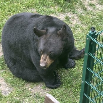 North American Bear Center - Zoos Near Me - Ely, Minnesota North American Bear Center - Zoos Near Me - Ely, Minnesota