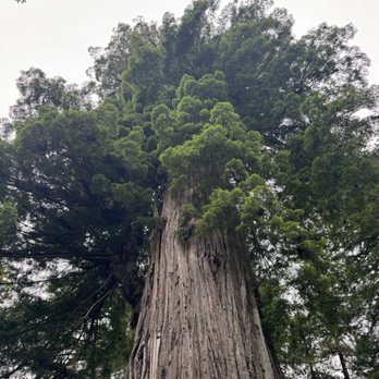 Prairie Creek Redwoods State Park - Parks Near Me - Orick, California Prairie Creek Redwoods State Park - Parks Near Me - Orick, California