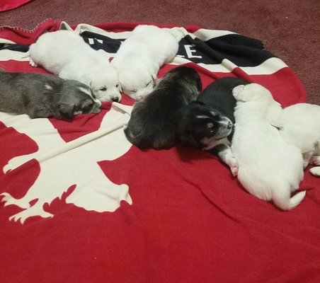 Bear Trail Farm by null