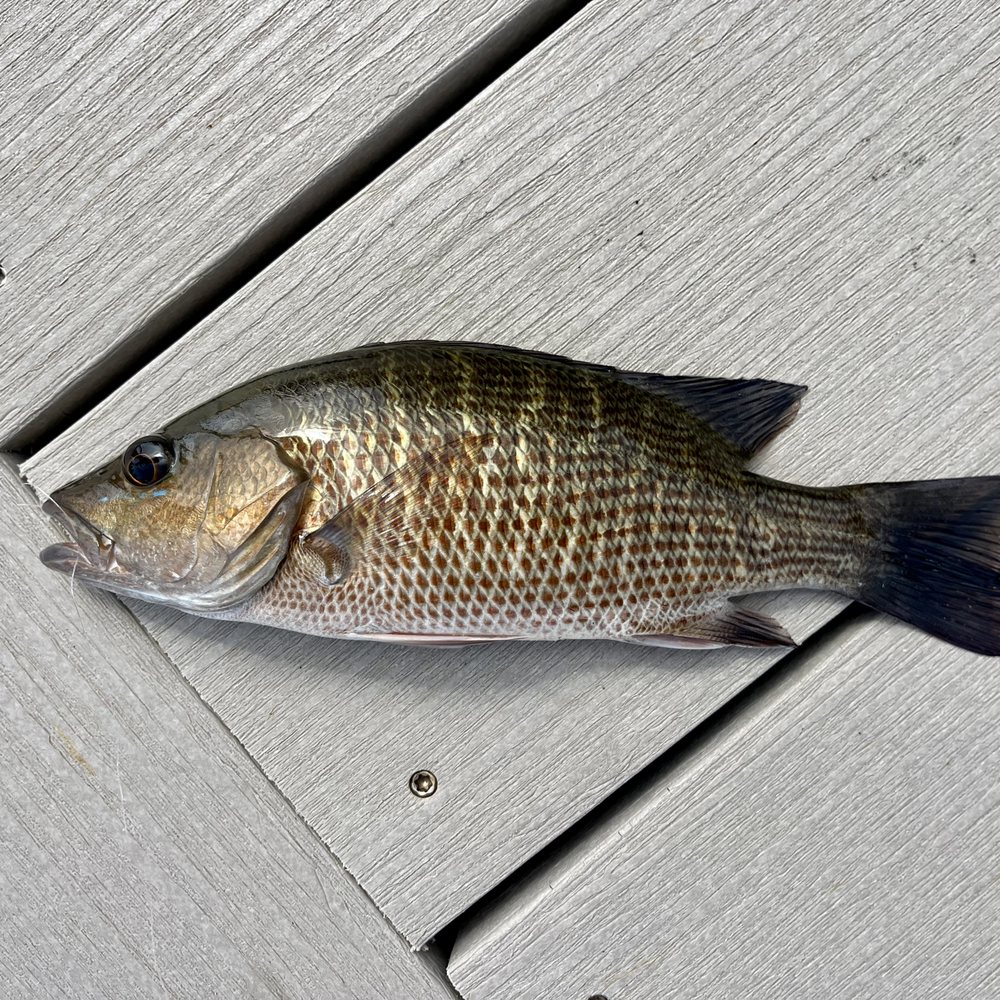 Crazy Lure - Sporting Goods Near Me - Cape Coral, Florida Crazy Lure - Sporting Goods Near Me - Cape Coral, Florida