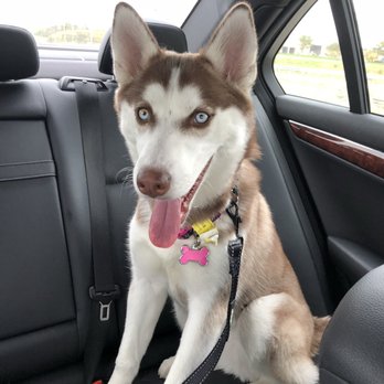 yuppy puppy winghaven