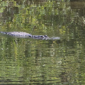 Gatorland - Zoos Near Me - Orlando, Florida Gatorland - Zoos Near Me - Orlando, Florida