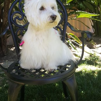 Agape Dog Grooming - Pet Groomers Near Me - Moreno Valley, California Agape Dog Grooming - Pet Groomers Near Me - Moreno Valley, California