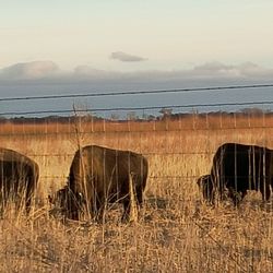 Kankakee Sands Preserve