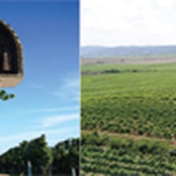Weingut Willi Rings