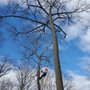 Photo of Cruz Tree Services