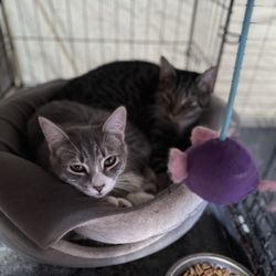 Aadobe Animal Hospital - Silver, Swiftie in recovery mode