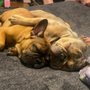 Photo of Little cute Bulldogs
