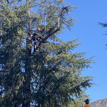 California Tree Design - Tree Services Near Me