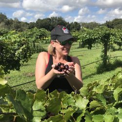 Thompson's Nursery and Vineyard - My sweety
