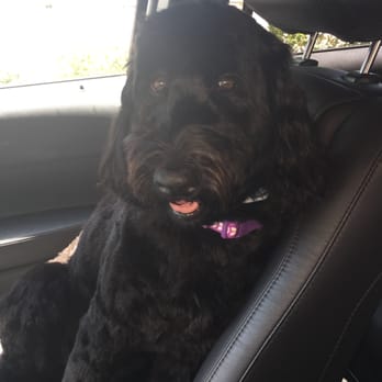 Grubby Dogs - Best doodle cut by the best groomers in Murrieta!  Thank you Grubby Dogs!!! - Pet Groomers Near Me - Murrieta, California