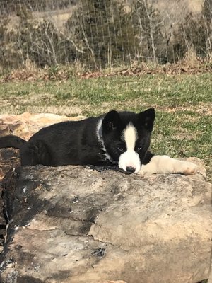 ann's karelian bear dogs
