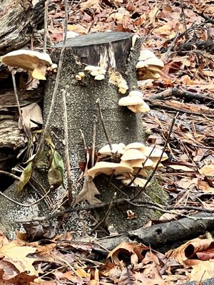 Chattahoochee Nature Center by null
