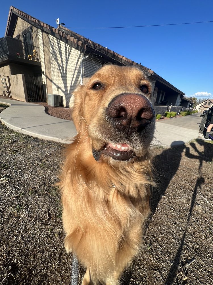 BED N BISCUITS DOG DAYCARE Updated September 2024 22 Reviews 1206