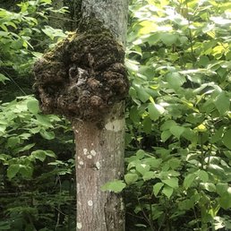 Found this on a tree.. odd Found this on a tree.. odd
