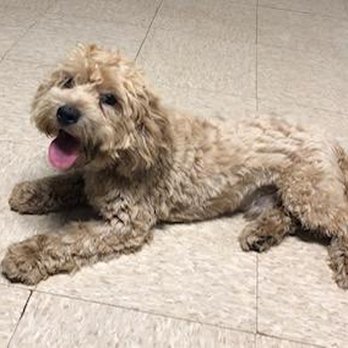 Robins Pups - Pet Breeders Near Me Robins Pups - Pet Breeders Near Me