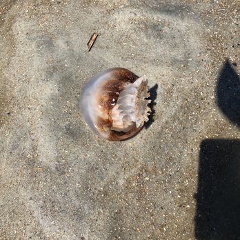 Tybee Island Beach - Multiple Jelly fish washed up on shore. - Beaches Near Me - Tybee Island, Georgia