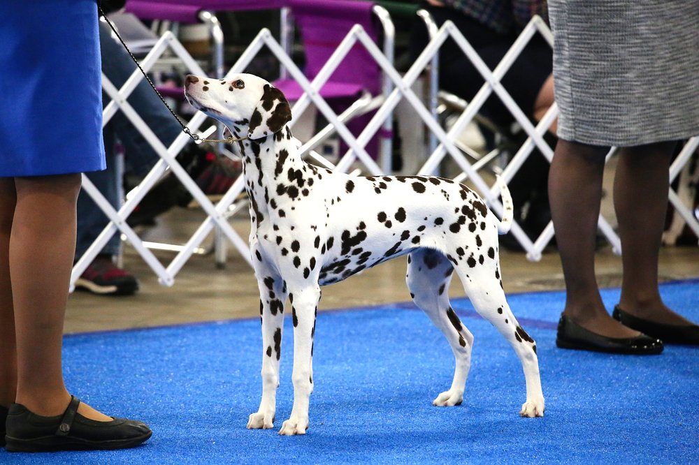 PETCO 334 Photos & 147 Reviews Pet Stores 1000 West Valley Pkwy