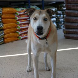 Shore Grow Hydro - Our top sales Dog, Friendly dogs always welcome to come play!