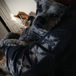 North Shore Animal Hospital