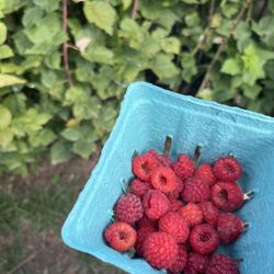 Heider's Berry Farm