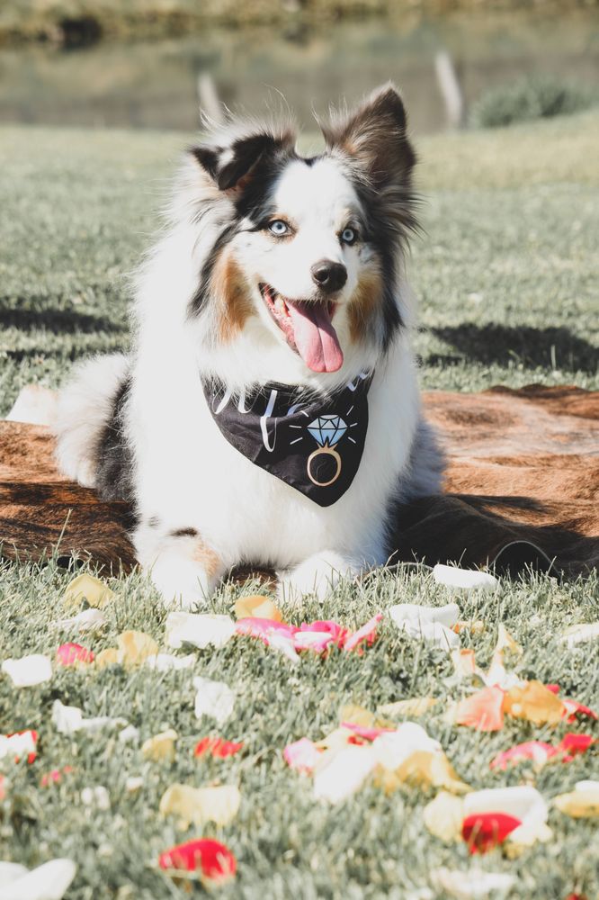 PET GROOMING BY CHRIS Updated June 2024 2188 4th Ave E, Twin Falls