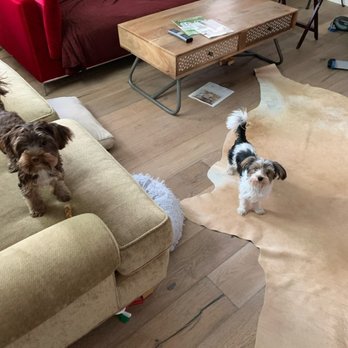 Napa Pet Care - Moussie and Rocky enjoying playtime in the living room... - Dog Walkers Near Me - Napa, California Napa Pet Care - Moussie and Rocky enjoying playtime in the living room... - Dog Walkers Near Me - Napa, California