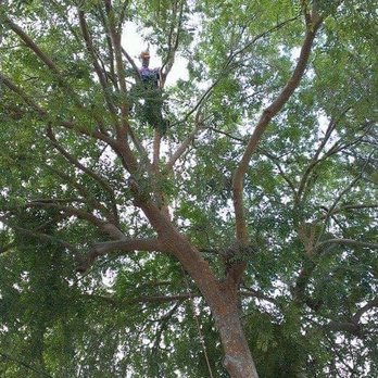 Timber Tree - Tree Services Near Me