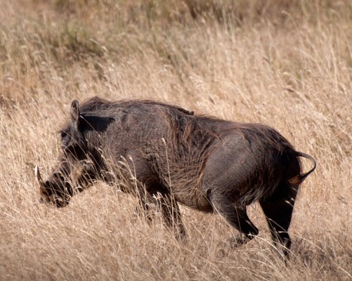 Thomson Safaris by null