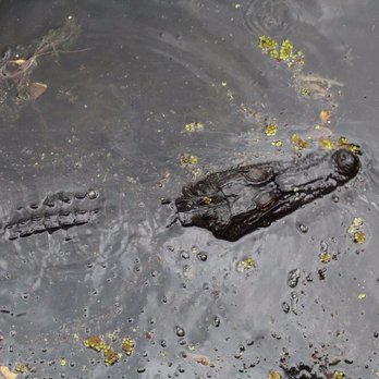 Ultimate Swamp Adventures - Tours Near Me - Westwego, Louisiana Ultimate Swamp Adventures - Tours Near Me - Westwego, Louisiana