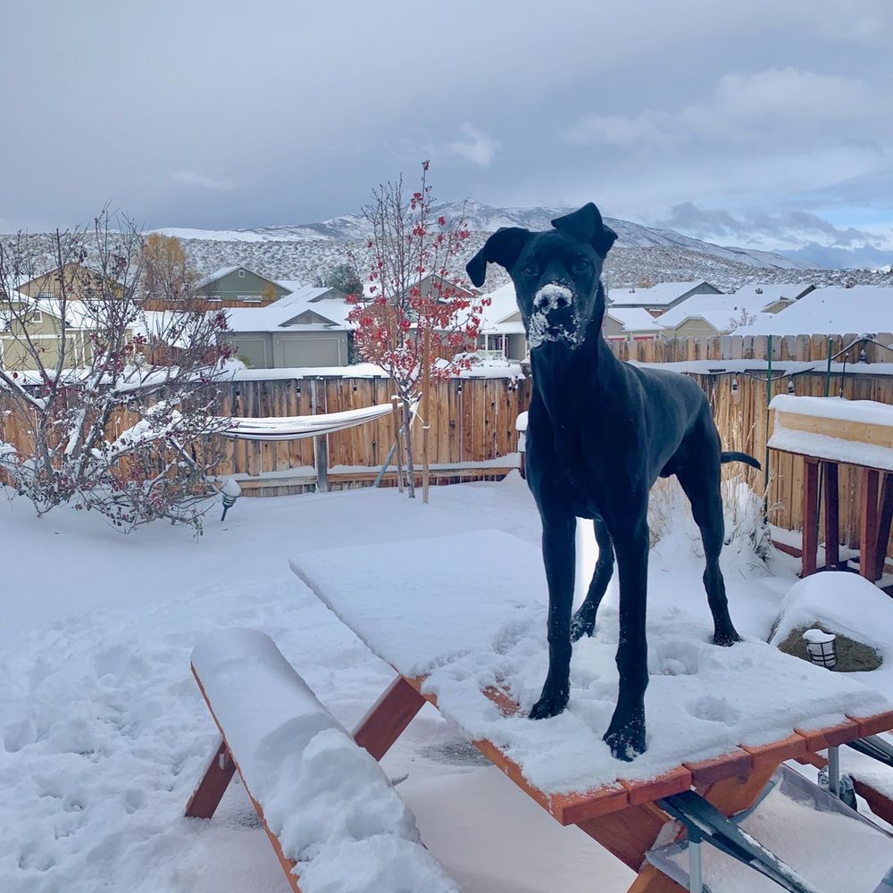 Stand Proud Dog Training - Pet Training Near Me - Reno, Nevada Stand Proud Dog Training - Pet Training Near Me - Reno, Nevada
