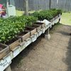 Hulse's Potting Shed gift card
