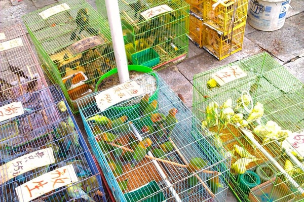 Yuen Po Street Bird Garden by null