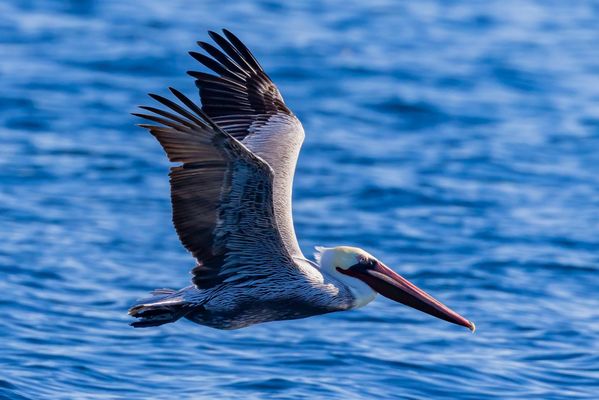 Davey's Locker Whale Watching & Sportfishing by null