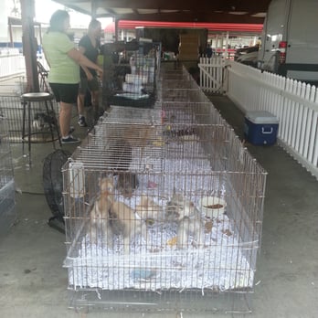 traders village dogs