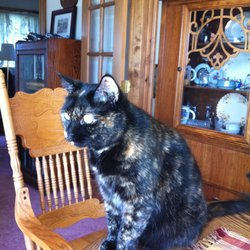South Portland Veterinary Hospital - Star