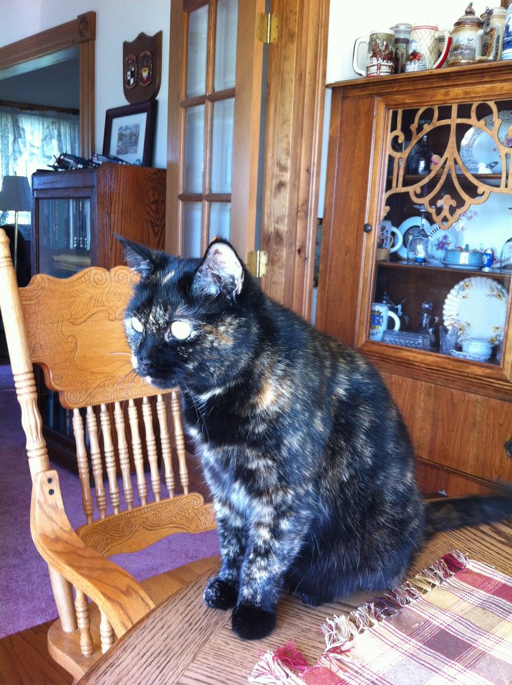 SOUTH PORTLAND VETERINARY HOSPITAL Updated August 2024 177 Main St