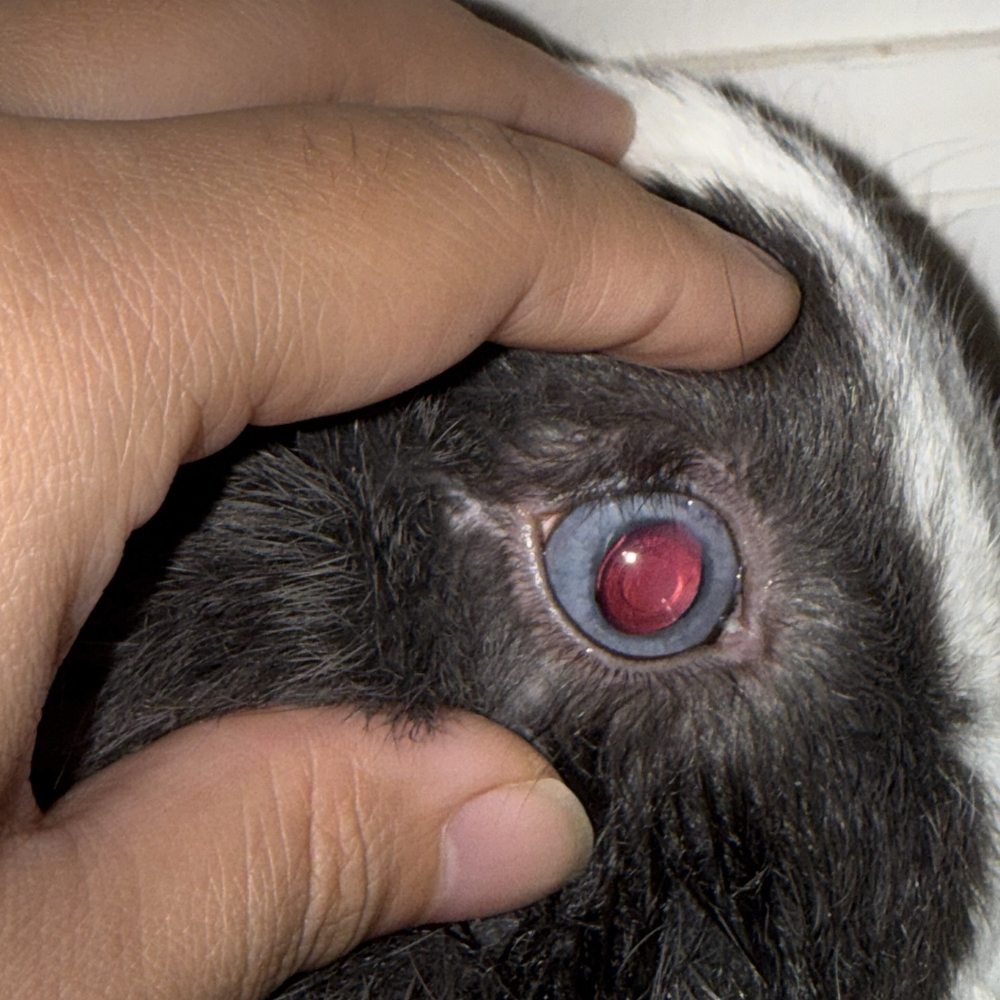 Veterinary Eye Clinic - 2 weeks post cataract surgery. 20/20 vision. - Veterinarians Near Me - Calabasas, California