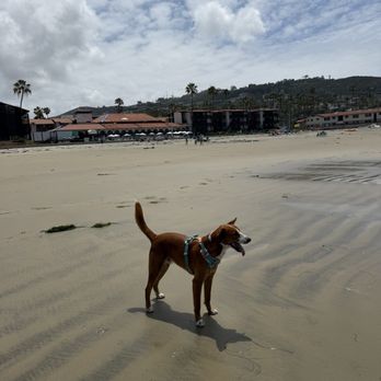 OC Animal Care - Dingo in San Diego, first time at beach with us! - Animal Shelters Near Me - Tustin, California OC Animal Care - Dingo in San Diego, first time at beach with us! - Animal Shelters Near Me - Tustin, California
