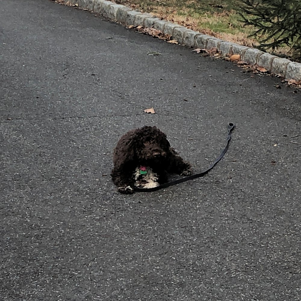 North Jersey K9 - Hanging out on the driveway - no leash! - Pet Training Near Me - Allendale, New Jersey