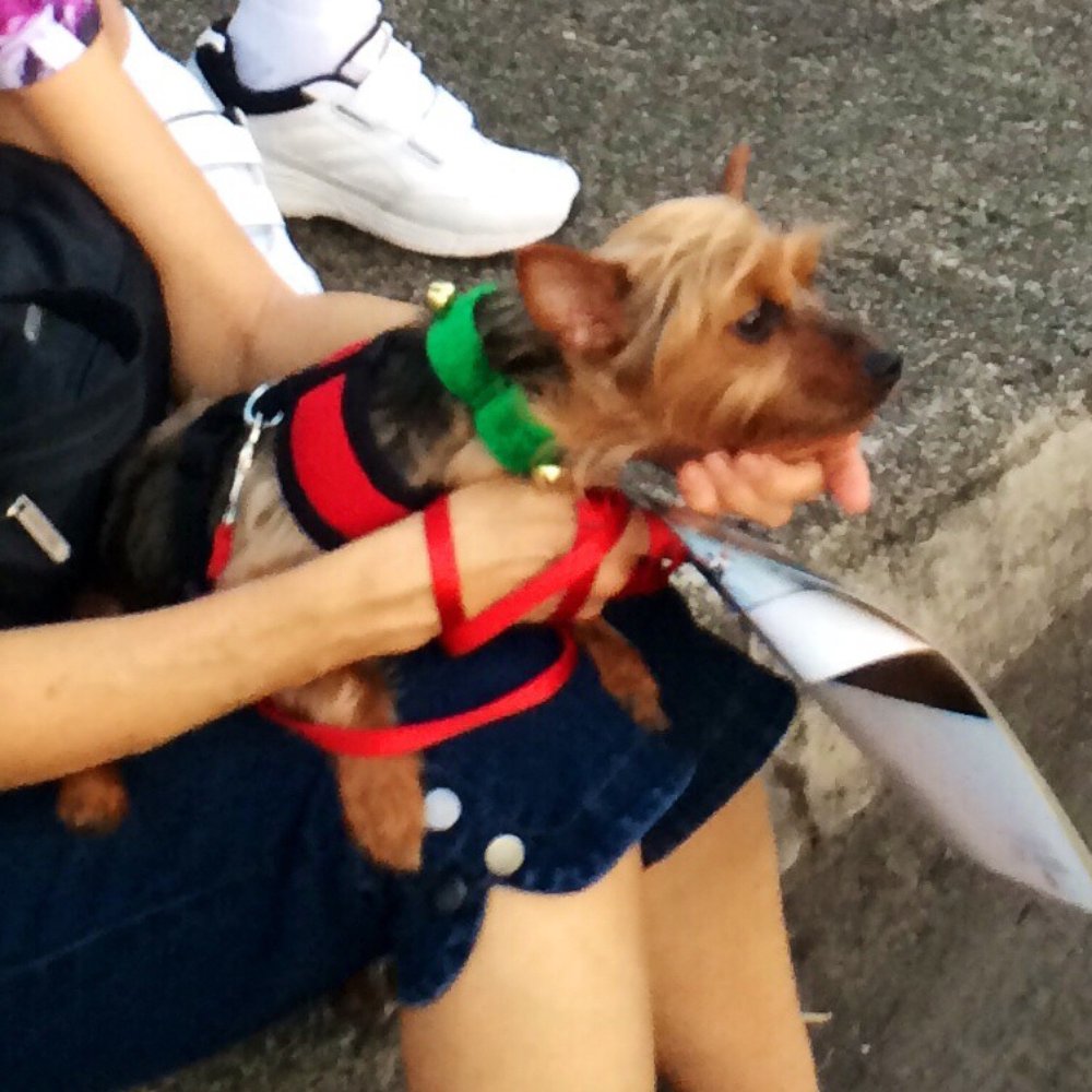 Manoa Valley - Fur ball enjoying the sights and sounds of the Christmas parade. - Local Flavor Near Me
