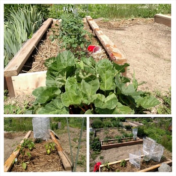 Do It Yourself Lawn and Pest - Our garden rocks this year! Thanks Rebecca! - Pest Control Near Me - Oviedo, Florida