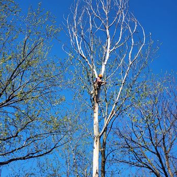 Abba's Arbor Care - Tree Services Near Me Abba's Arbor Care - Tree Services Near Me