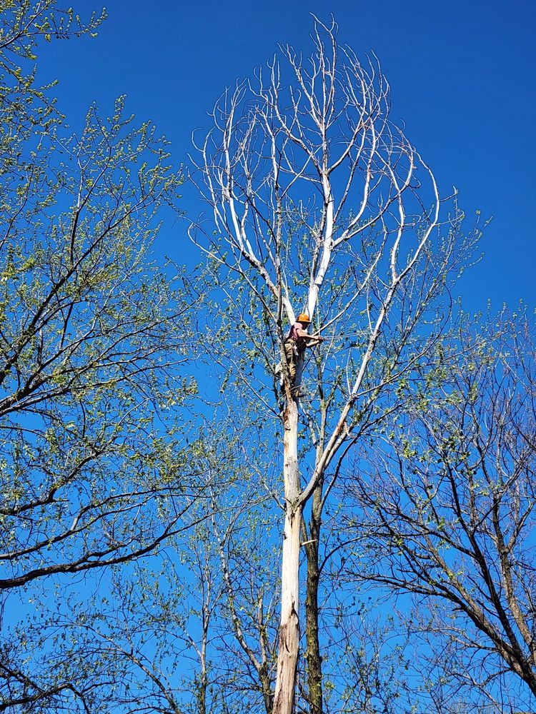 Abba's Arbor Care - tree service in Kansas City, MO