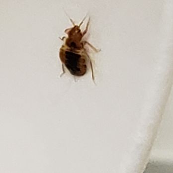 Mojave Pest Control - A hungry bedbug looking for his host - Pest Control Near Me Mojave Pest Control - A hungry bedbug looking for his host - Pest Control Near Me