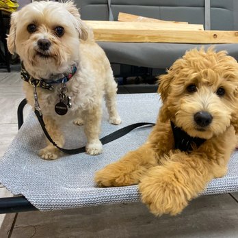 Workindoggz - The best teacher assistant, Corky!
Follow on IG: @hangrypringles - Dog Walkers Near Me - Hayward, California Workindoggz - The best teacher assistant, Corky!
Follow on IG: @hangrypringles - Dog Walkers Near Me - Hayward, California
